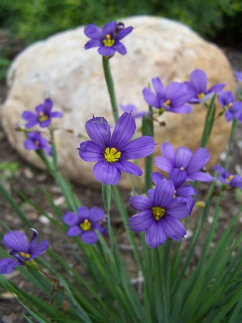 Blue Eyed Grass (Sisyrinchium a. 'Lucerne') | Scioto Gardens Nursery