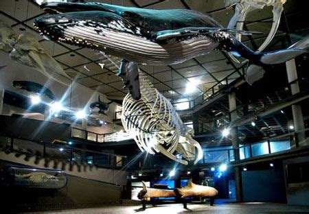 The 'Whale Well' at Cape Town's natural history museum