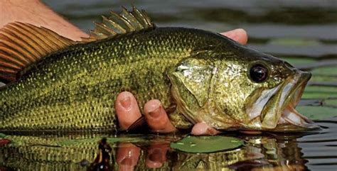 Anatomy Of A Largemouth Bass - milena