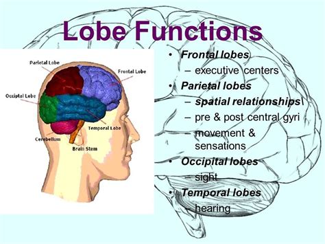 in 2020 | Brain models, Brain structure, Occipital lobe