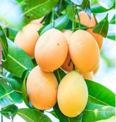 JS STOCKS Mankurad Mango Plant - Goa Mango Plant : Amazon.in: Garden & Outdoors