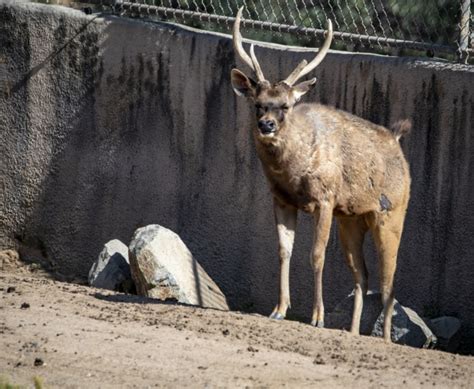 NILE LECHWE Antelope Free Stock Photo - Public Domain Pictures