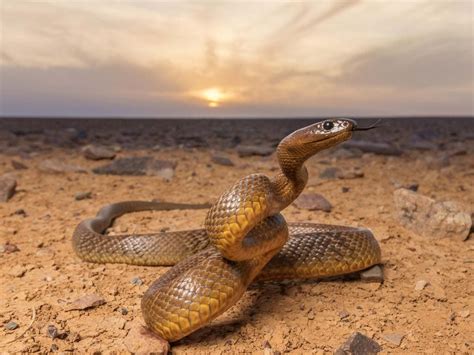 Inland taipan: up close and personal with the world’s most venomous snake