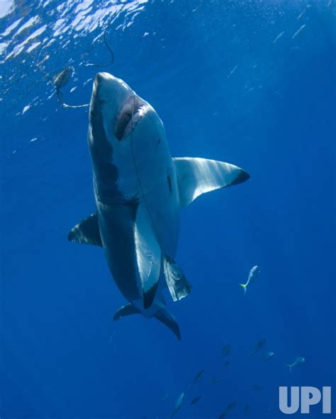 Photo: Great White Shark migration observed in Mexico - IGP20080917005 ...