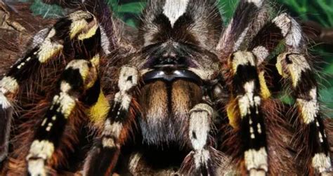 Top 10 Most Venomous Tarantulas (You Can Own!) | Beyond The Treat