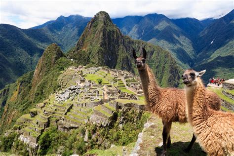 Llama vs Alpaca: Spot the Difference at Machu Picchu | Intrepid Travel Blog