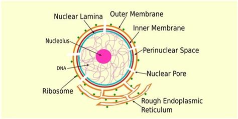 Nuclear Membrane - Structure & Function Of Nucleus & Nucleolus@Byjus