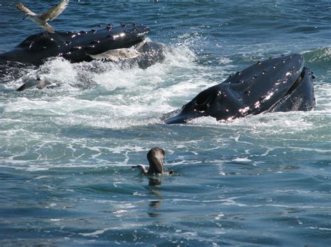 Whale watching in Cape May | Whale, Whale watching, Cape may