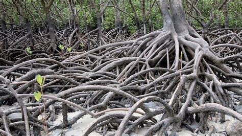 Ini Fakta tentang Mangrove: dari Buahnya yang Unik hingga Jadi Rumah ...