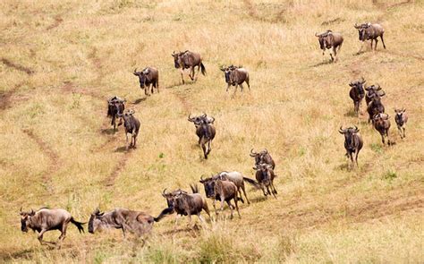 Zenfolio | Keith Kennedy Photography | Masai Mara | Wildebeest stampede