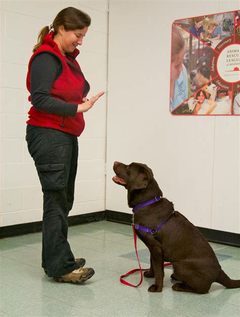 Dog Training Tips: 7 Essential Commands to Teach Your New Dog