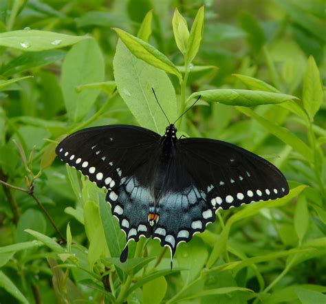 Spicebush Swallowtail State Butterfly | State Symbols USA