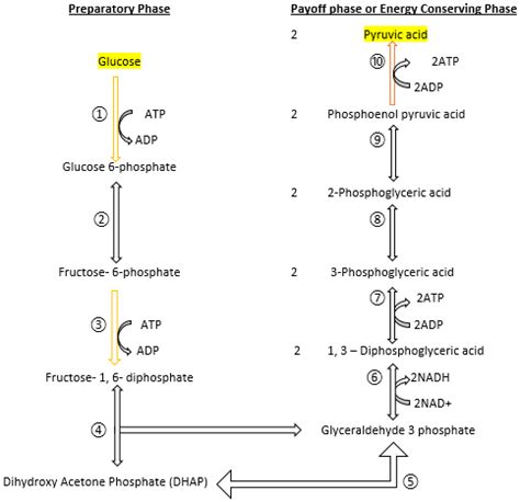 Glycolysis Steps For Kids