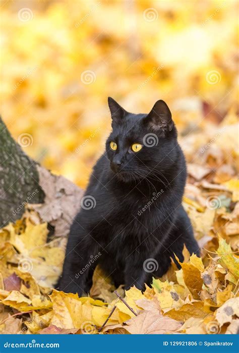 Black cat in leaves stock photo. Image of leaves, animals - 129921806