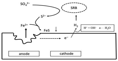 Processes | Free Full-Text | Distribution of Sulfate-Reducing Bacteria in the Environment ...