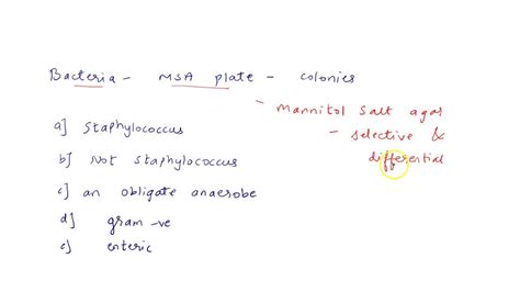 SOLVED: you put some bacteria on MSA plate: after incubation You see colonies or blotches (i.e ...