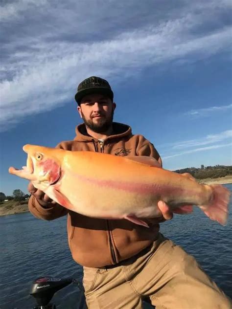 Fishermen Show Off Bright 'Lightning Trout' Caught in NorCal Reservoirs