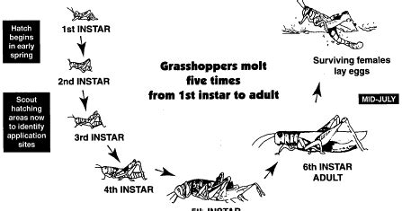 Grasshopper Life Cycle ~ Education All Animals