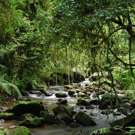 Facts on the Rainforest in Madagascar | USA Today