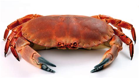 wallpaper crab, close up, white background HD : Widescreen : High Definition : Fullscreen