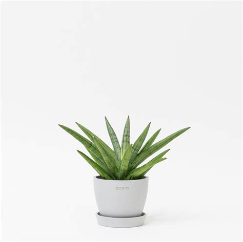 Silver Crown in Ecopots – Shopleaf Plant Studio