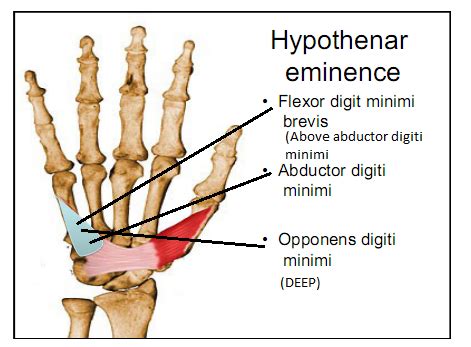 hypothenar eminence | upper limb | Pinterest | Anatomy and Medical anatomy