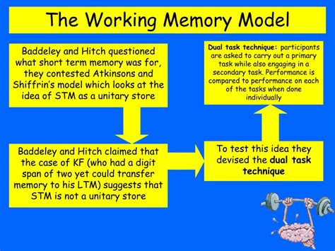 PPT - The Working Memory Model PowerPoint Presentation, free download - ID:6779663