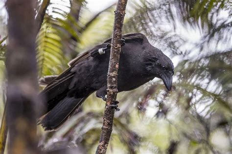 The Hawaiian Crow Is Once Again Extinct in the Wild | Animal intelligence, Crow, Critically ...