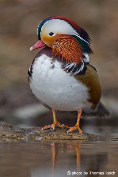 Image, Stock Photo Mandarin Duck plumage and feathers | Thomas Reich, bilderreich