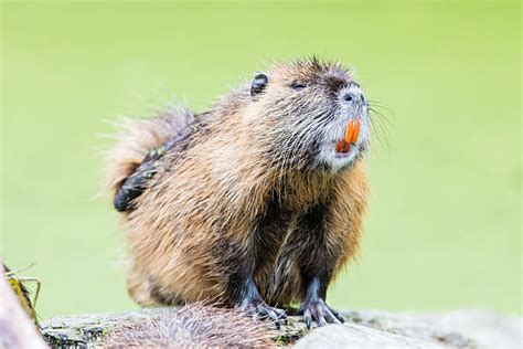 Beaver Teeth Stock Photos, Pictures & Royalty-Free Images - iStock