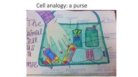 Cell Analogy Examples