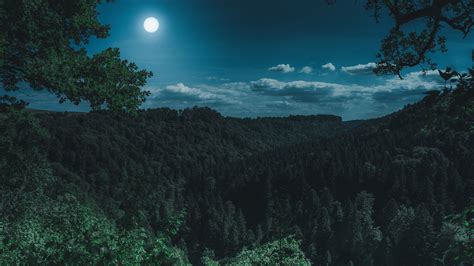 Dark Night Forest View 4k photography wallpapers, night wallpapers ...