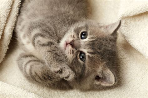 Adorable Kitten HD Wallpaper