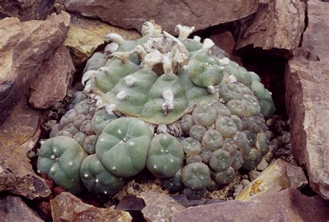 Peyote: Myths, Effects, Risks, and Getting Help