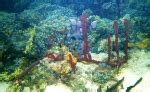 Coral Reef Photos, Coral Reef Images, Nature Wildlife Pictures | NaturePhoto