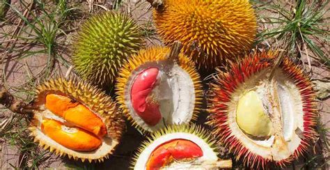 11 Manfaat Buah Lai: Kembaran Durian, Kaya Kebaikan