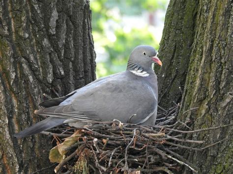 Bird Nesting Season | Laws & Prevention Advice - Integrum