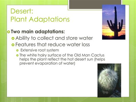 PPT - Biome Adaptations & Niches PowerPoint Presentation, free download - ID:2655272