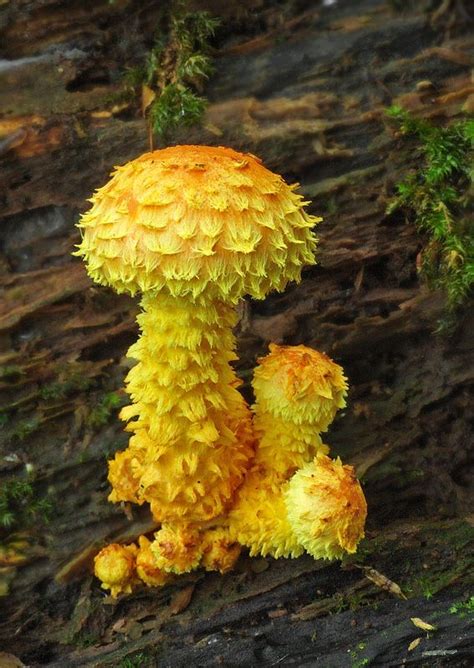 šupinovka ohnivá Pholiota flammans (Batsch) P. Kumm. Mushroom Fungi ...