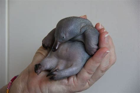 - baby platypus | Echidna puggle, Baby platypus, Puggle