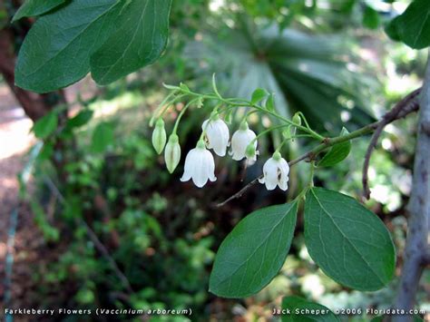 Vaccinium arboreum - Sparkleberry. Flower | Florida native plants, Plants, Florida trees