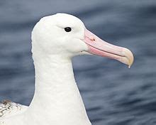 Albatross - Wikipedia