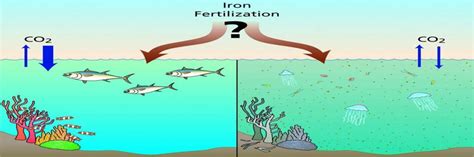 Is Iron Fertilization The Key To Preventing Global Warming? – Groovy Green