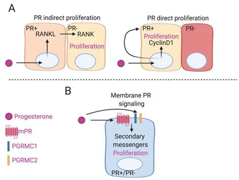 Cancers | Free Full-Text | Classical and Non-Classical Progesterone ...