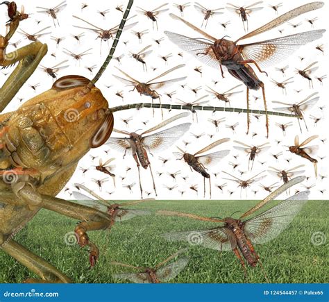 Migratory Locust, Locust, Locusta Migratoria. Grasshopper Locust ...