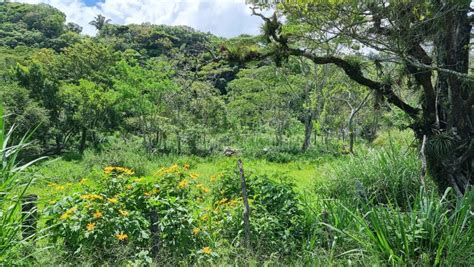 Panama, Rainforest Plants, Trees and Flowers Stock Image - Image of summer, forest: 268056059