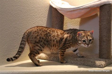 Leopard cats used in Bengal Breeding program SolanaRanch and ...