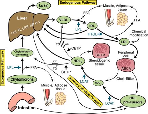 Lipidologists on Twitter | A Listly List