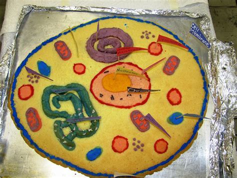 EDIBLE PLANT CELL PROJECT ~ COOKIE | Florida Science | Flickr