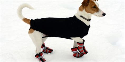 10 Best Summer Dog Shoes For Hot Pavement – Safety, Material & FAQs